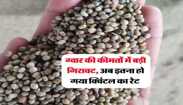 Guar ka Rate : ग्वार की कीमतों में बड़ी गिरावट, अब इतना हो गया क्विंटल का रेट&nbsp;