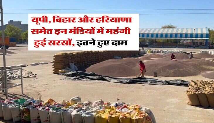 sarso price hike : यूपी, बिहार और हरियाणा समेत इन मंडियों में महंगी हुई सरसों, इतने हुए दाम