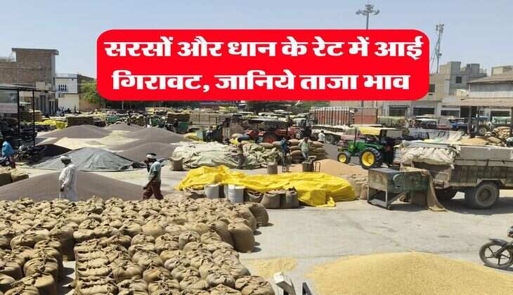 sarso ka bhav 26 october : सरसों और धान के रेट में आई गिरावट, जानिये ताजा भाव
