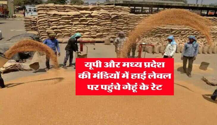 Gehu ka bhav : यूपी और मध्य प्रदेश की मंडियों में हाई लेवल पर पहुंचे गेहूं के रेट, अब इतने हो गए 1 क्विंटल के रेट