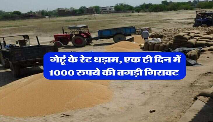 Wheat Rate Down : गेहूं के रेट धड़ाम, एक ही दिन में 1000 रुपये की तगड़ी गिरावट   