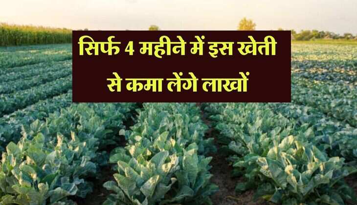 Business Idea : सिर्फ 4 महीने में इस खेती से कमा लेंगे लाखों, जानिये पूरा प्रोसेस