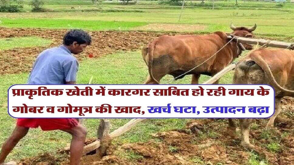 प्राकृतिक खेती में कारगर साबित हो रही गाय के गोबर व गोमूत्र की खाद, खर्च घटा, उत्पादन बढ़ा