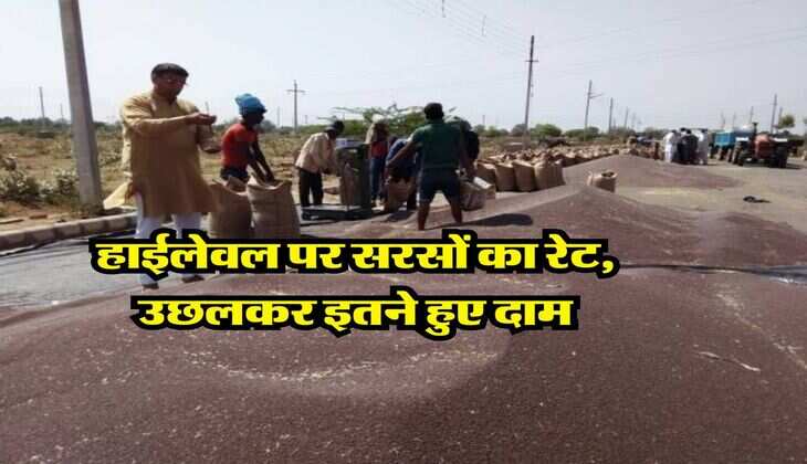 Sarso Mandi Bhav  : हाईलेवल पर सरसों का रेट, उछलकर इतने हुए दाम