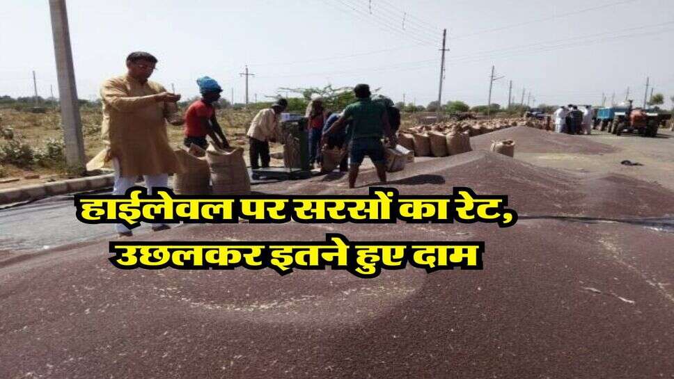 Sarso Mandi Bhav &nbsp;: हाईलेवल पर सरसों का रेट, उछलकर इतने हुए दाम