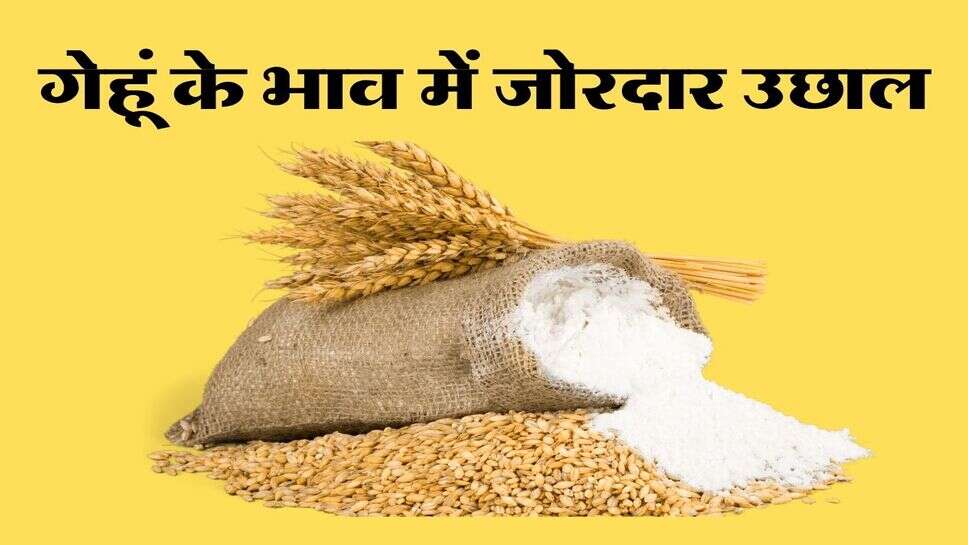 Wheat Bhav: गेहूं के भाव में जोरदार उछाल, एक महीने में 200 रुपये तक महंगा हुआ अनाज, आटे के दाम भी बढ़े