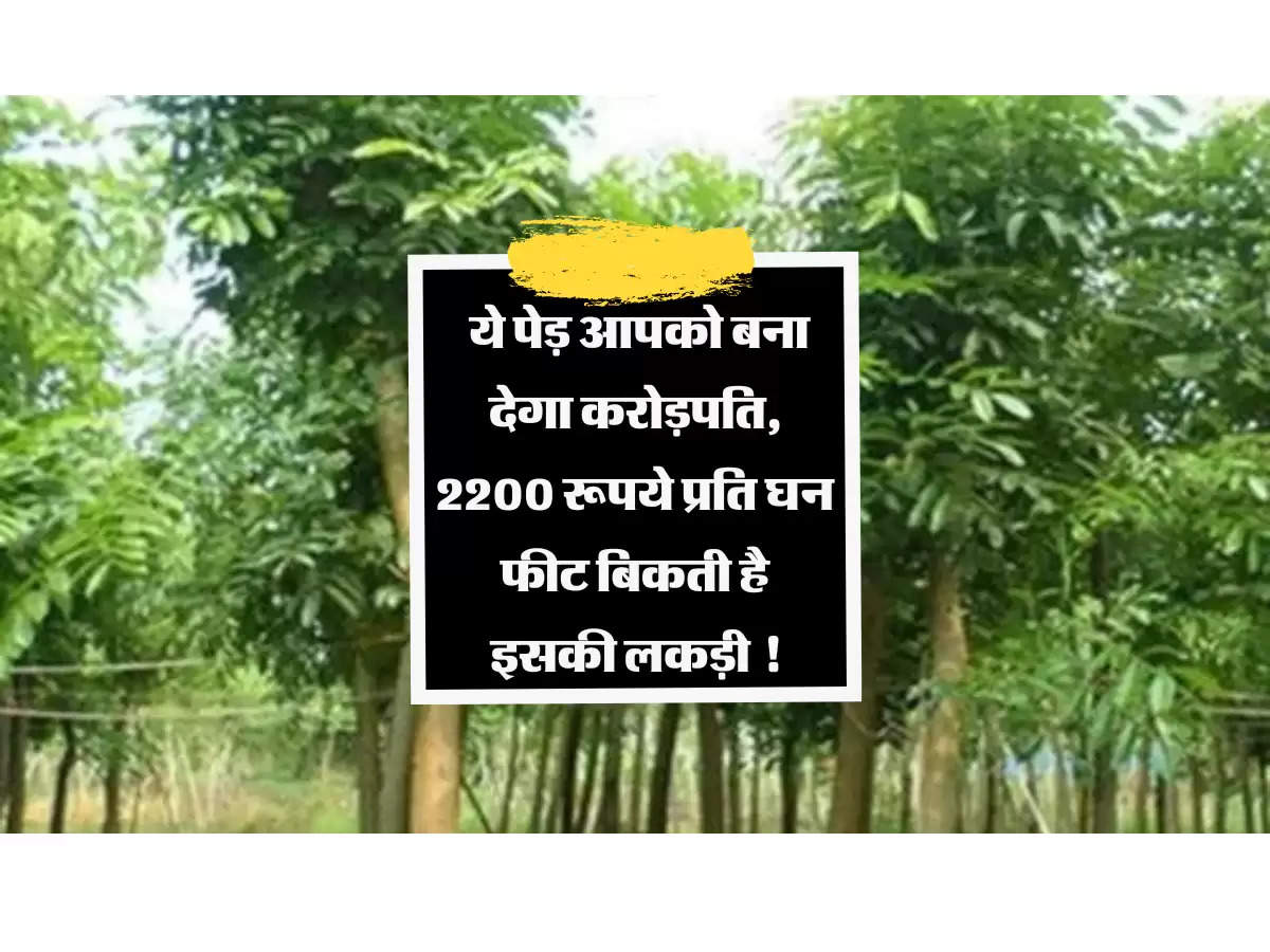 Business Idea : ये पेड़ आपको बना देगा करोड़पति, 2200 रूपये प्रति घन फीट बिकती है इसकी लकड़ी !