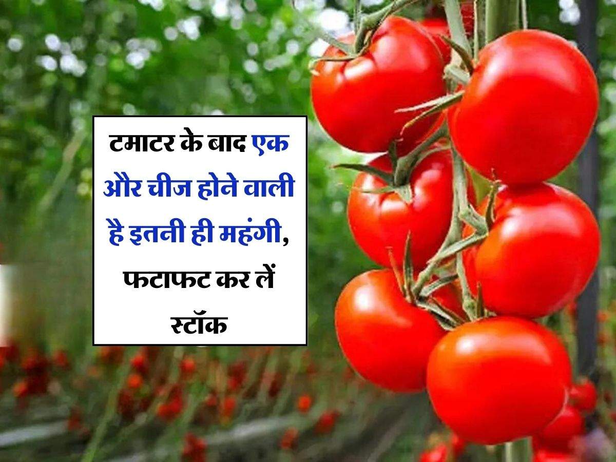 Tomato Price Today : टमाटर के बाद एक और चीज होने वाली है इतनी ही महंगी, फटाफट कर लें स्टॉक