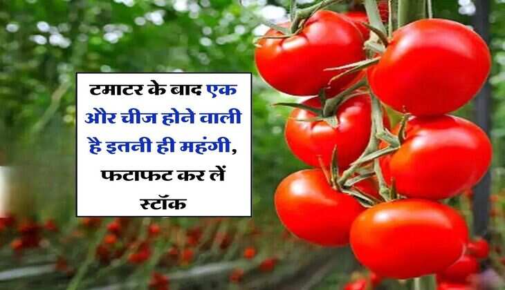 Tomato Price Today : टमाटर के बाद एक और चीज होने वाली है इतनी ही महंगी, फटाफट कर लें स्टॉक