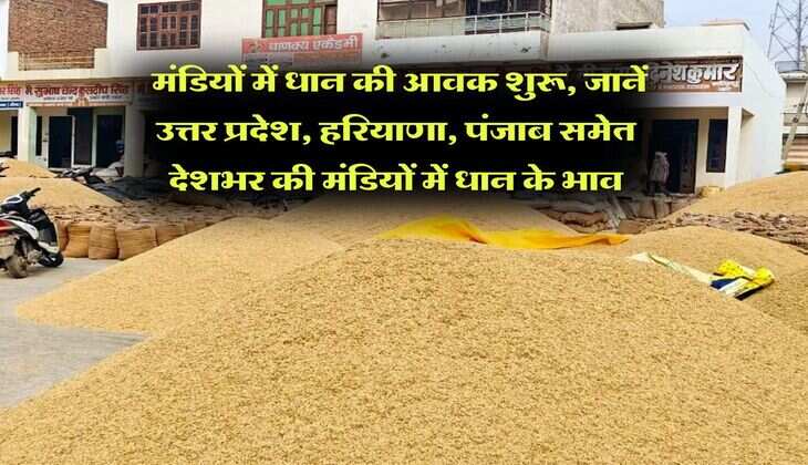 Dhan ka Bhav : मंडियों में धान की आवक शुरू, जानें उत्तर प्रदेश, हरियाणा, पंजाब समेत देशभर की मंडियों में धान के भाव