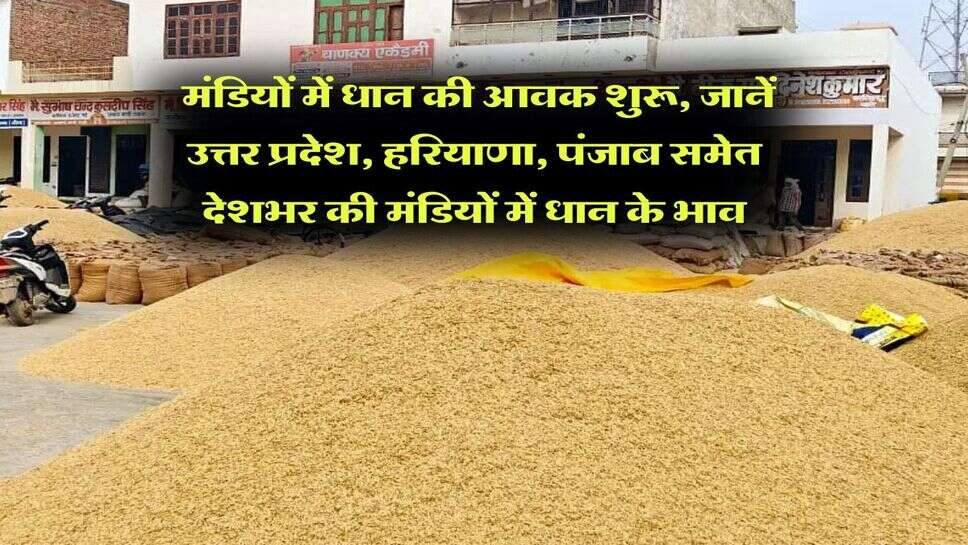 Dhan ka Bhav : मंडियों में धान की आवक शुरू, जानें उत्तर प्रदेश, हरियाणा, पंजाब समेत देशभर की मंडियों में धान के भाव