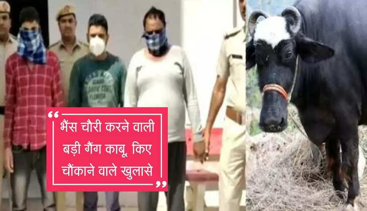 Haryana: Big gang stealing buffalo controlled, shocking revelations made