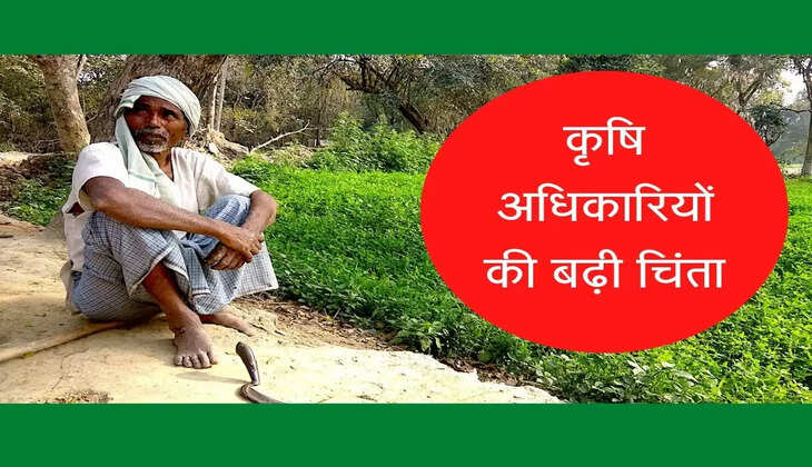 कृषि अधिकारियों की बढ़ी चिंता, उत्पादक क्षमता कम होने से फसलों की पैदावार में गिरावट
