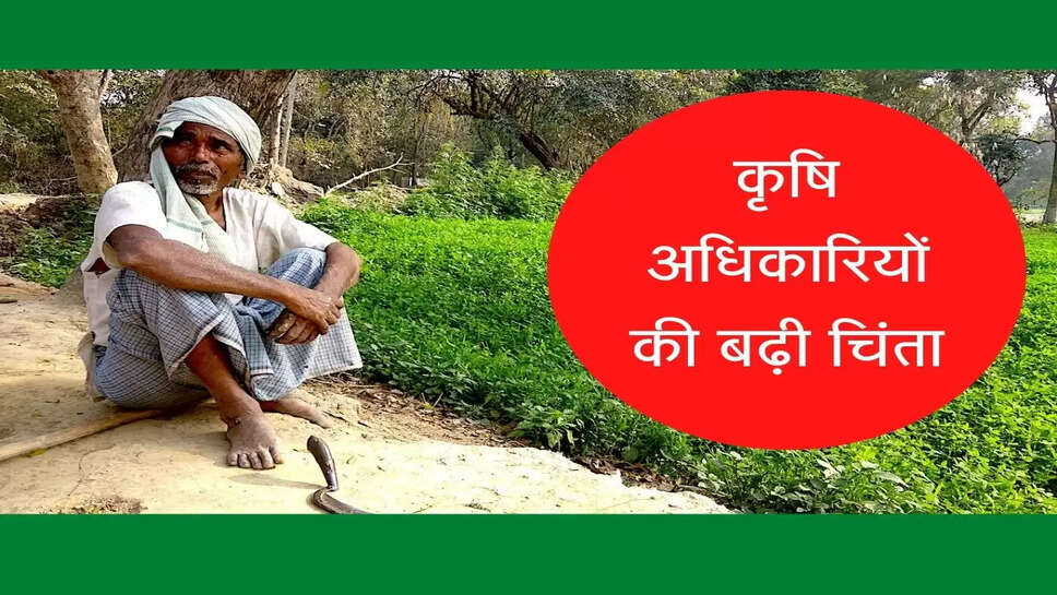 कृषि अधिकारियों की बढ़ी चिंता, उत्पादक क्षमता कम होने से फसलों की पैदावार में गिरावट