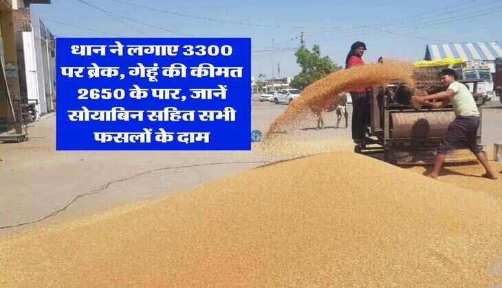 Rajasthan Mandi Bhav : धान ने लगाए 3300 पर ब्रेक, गेहूं की कीमत 2650 के पार, जानें सोयाबिन सहित सभी फसलों के दाम