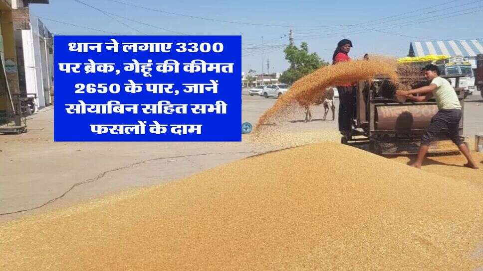 Rajasthan Mandi Bhav : धान ने लगाए 3300 पर ब्रेक, गेहूं की कीमत 2650 के पार, जानें सोयाबिन सहित सभी फसलों के दाम
