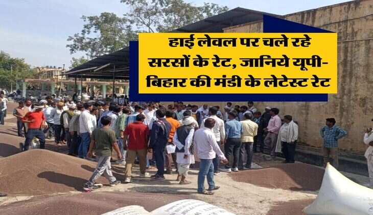 Sarso Ka Bhav : हाई लेवल पर चले रहे सरसों के रेट, जानिये यूपी-बिहार की मंडी के लेटेस्ट रेट