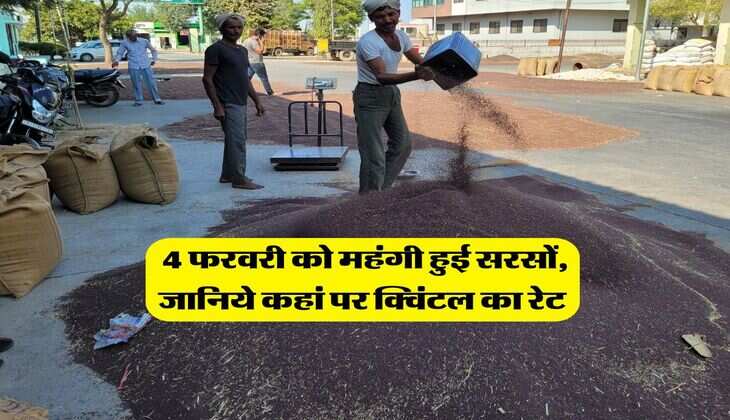 Sarso Ka Rate &nbsp;: 4 फरवरी को महंगी हुई सरसों, जानिये कहां पर क्विंटल का रेट&nbsp;