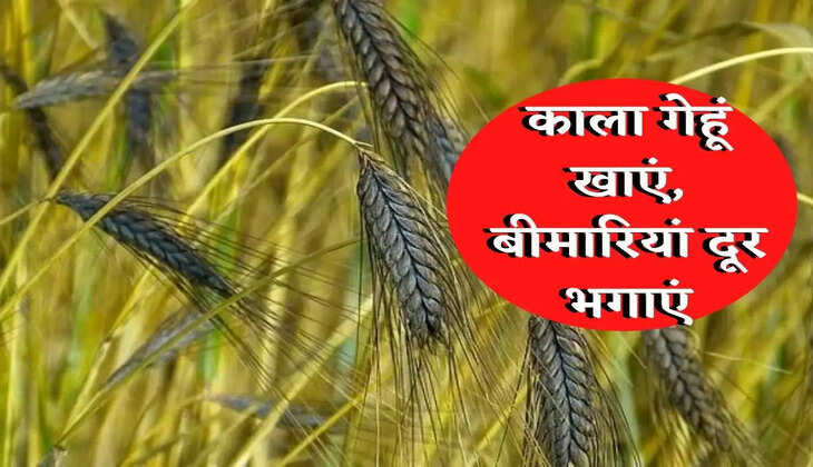 black wheat : काले गेहूं के फायदे जानते हैं! जानें कौन सी बीमारी होती है दूर