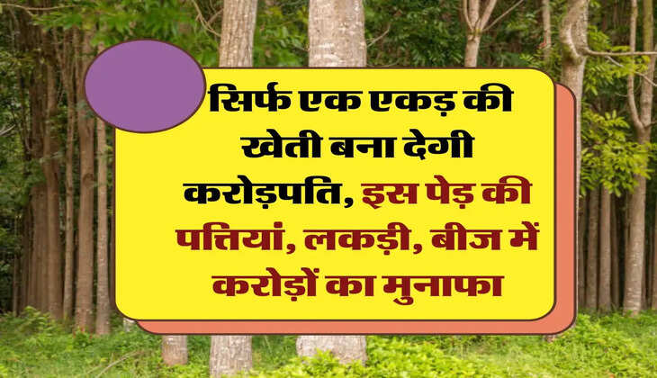 business idea: सिर्फ एक एकड़ की खेती बना देगी करोड़पति, इस पेड़ की पत्तियां, लकड़ी, बीज में करोड़ों का मुनाफा