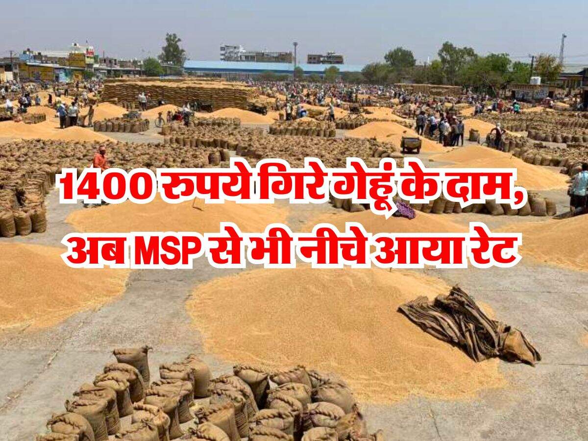Wheat Rate Down : 1400 रुपये गिरे गेहूं के दाम, अब MSP से भी नीचे आया रेट