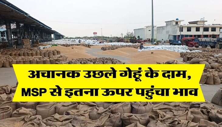 Wheat Price hike : अचानक उछले गेहूं के दाम, एमएसपी से इतना ऊपर पहुंचा भाव