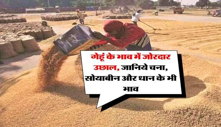 wheat price : गेहूं के भाव में जोरदार उछाल, जानिये चना, सोयाबीन और धान के भी भाव