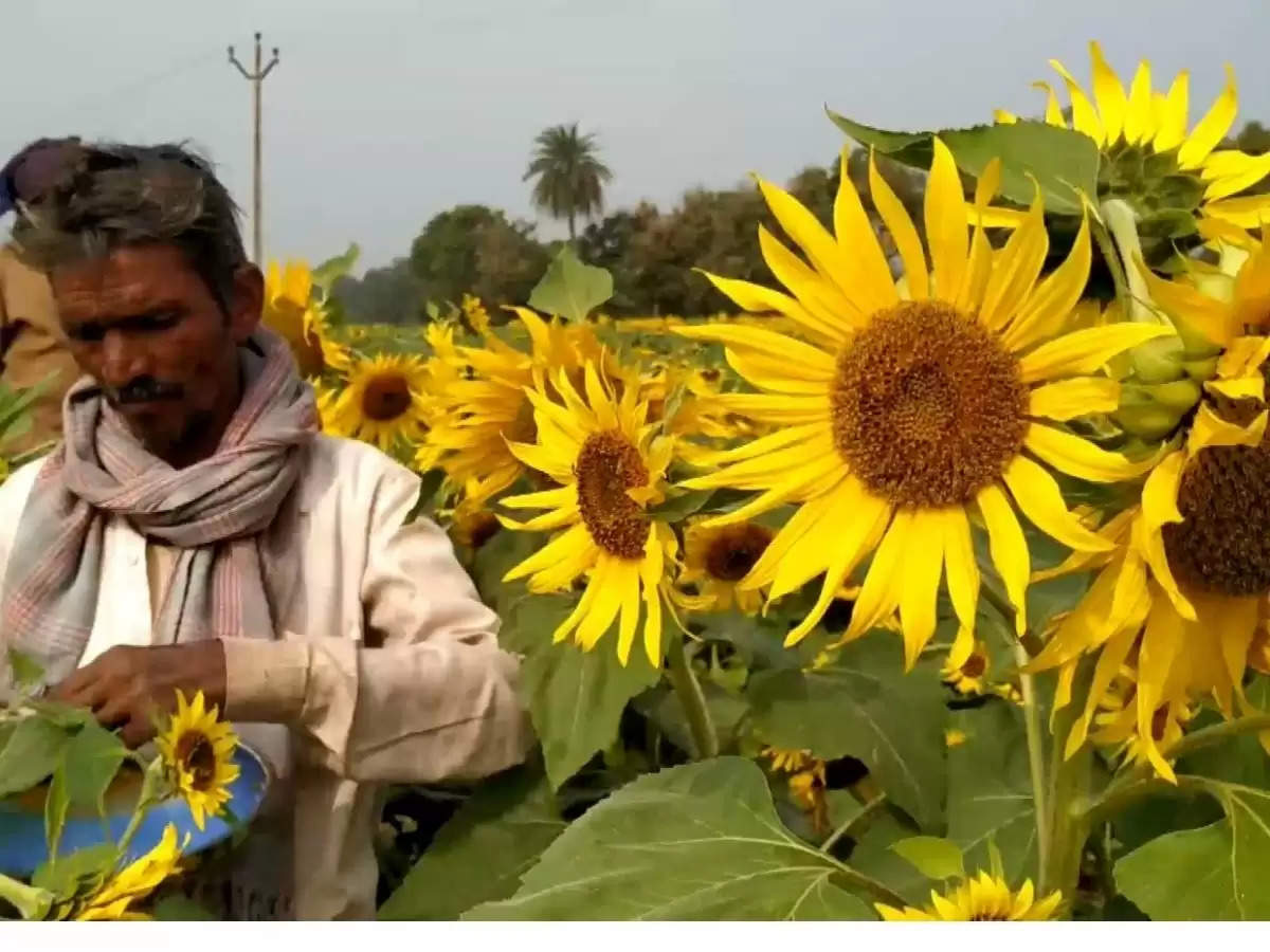 Sunflower Cultivation : agriculture news : विशेषज्ञ से समझिए, कैसे करें सूरजमुखी फसल की देखरेख