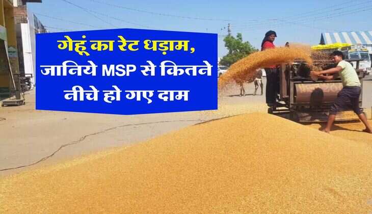 Gehu ka bhav : गेहूं का रेट धड़ाम, जानिये MSP से कितने नीचे हो गए दाम 