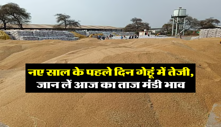 Gehu Rate : नए साल के पहले दिन गेहूं में तेजी, जान लें आज का ताज मंडी भाव