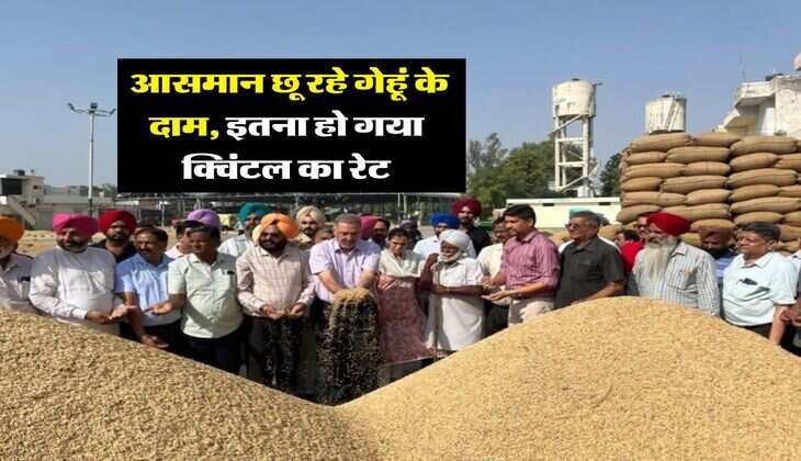 Gehu Rate : आसमान छू रहे गेहूं के दाम, इतना हो गया क्विंटल का रेट