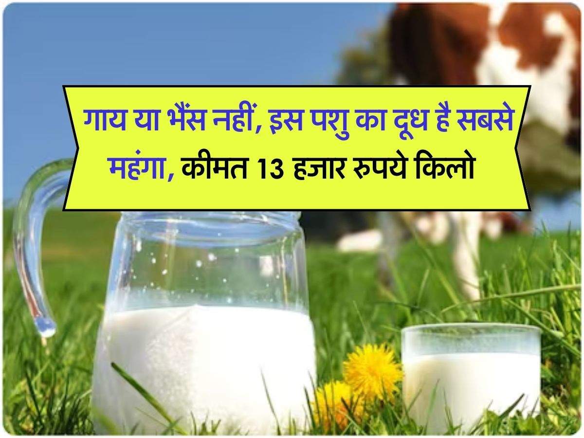 Most Expensive Milk : गाय या भैंस नहीं, इस पशु का दूध है सबसे महंगा, कीमत 13 हजार रुपये किलो