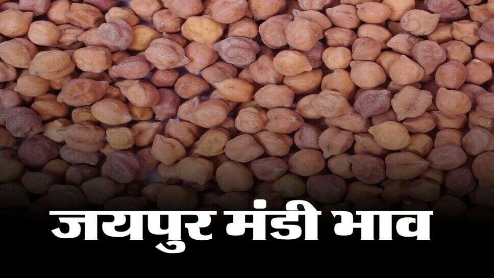 जयपुर मंडी भाव 24 सितंबर 2026: चना और सरसों में तेजी, ग्वार गम 200 रुपये मजबूत