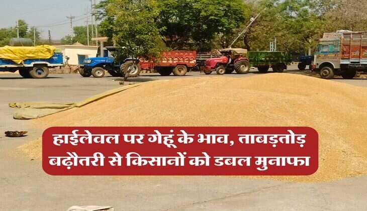 Wheat Price Hike : हाईलेवल पर गेहूं के भाव, ताबड़तोड़ बढ़ौतरी से किसानों को डबल मुनाफा&nbsp;
