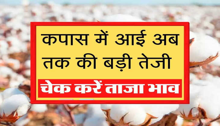 कपास में आई अब तक की बड़ी तेजी , चेक करें ताजा भाव 