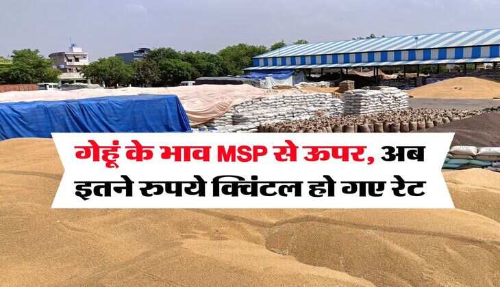 wheat price today : गेहूं के भाव MSP से ऊपर, अब इतने रुपये क्विंटल हो गए रेट