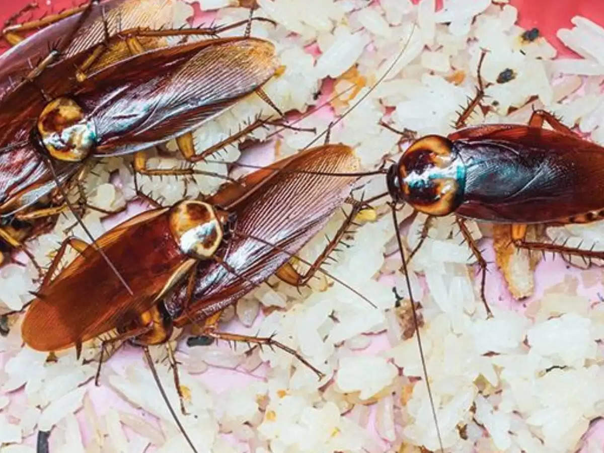 100 Cockroaches: घर में रखें 100 कॉकरोच, मिलेंगे लाखों रुपये