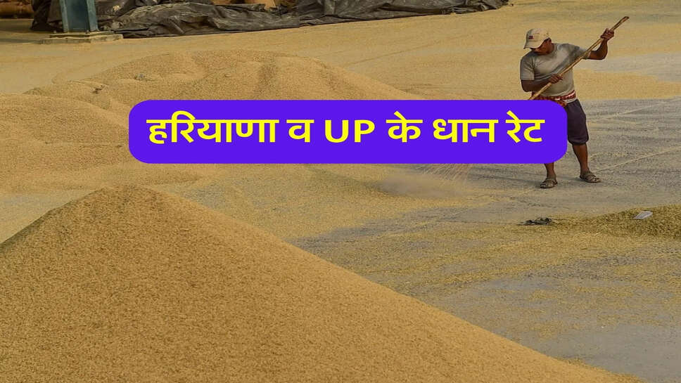 Paddy Mandi Bhav: 1509 समेत PR26, RS10 किस्मों के ताजा हरियाणा व UP के धान रेट