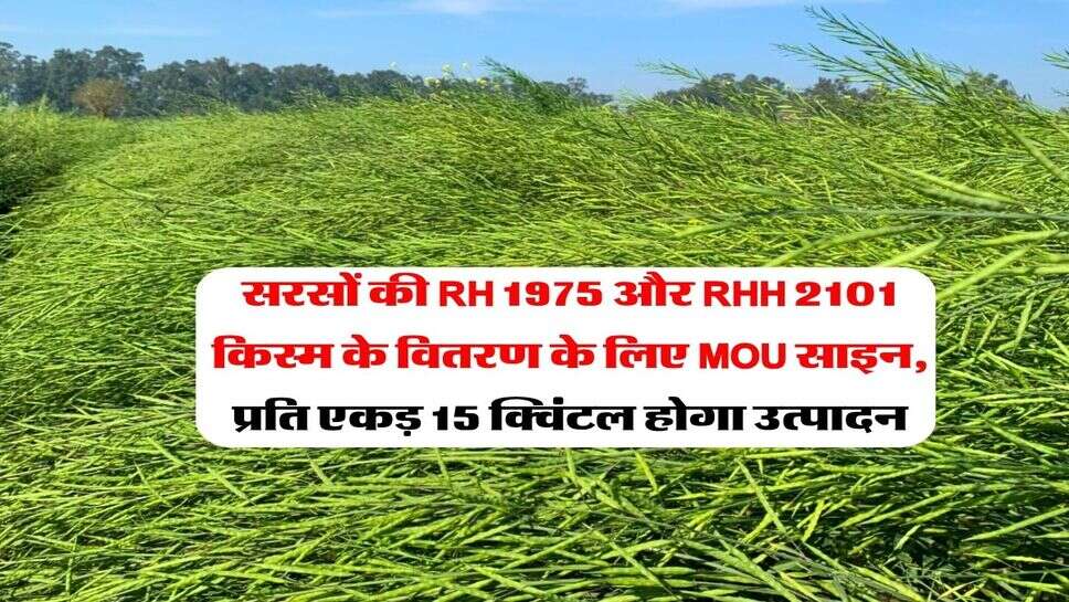 सरसों की RH 1975 और RHH 2101 किस्म के वितरण के लिए MOU साइन, प्रति एकड़ 15 क्विंटल होगा उत्पादन