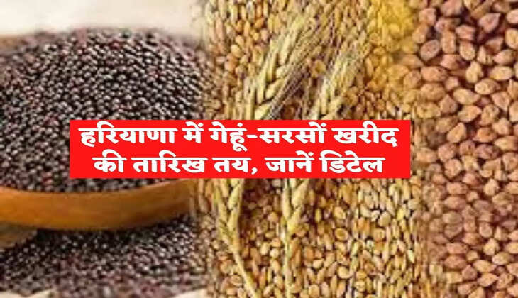 Agriculture : हरियाणा में गेहूं-सरसों खरीद की तारिख तय, जानें कब से होगी शुरू