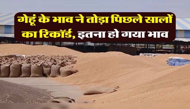 wheat price record : गेहूं के भाव ने तोड़ा पिछले सालों का रिकॉर्ड, इतना हो गया भाव