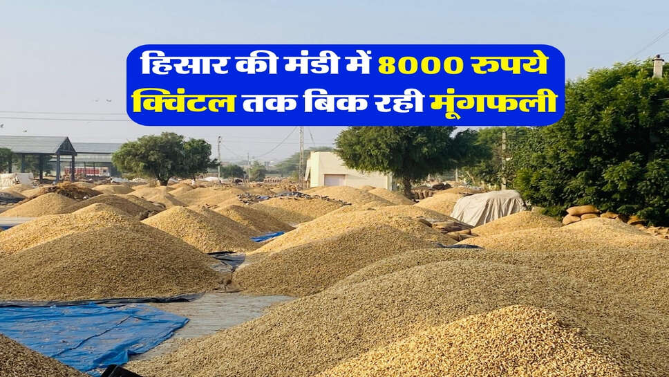 हिसार की मंडी में 8000 रुपये क्विंटल तक बिक रही मूंगफली