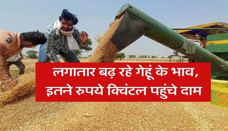 wheat price Hike : लगातार बढ़ रहे गेहूं के भाव, इतने रुपये क्विंटल पहुंचे दाम