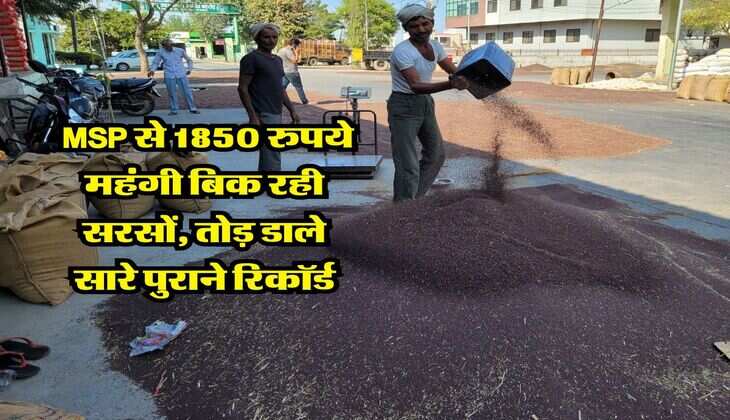Sarso Mandi Rate : MSP से 1850 रुपये महंगी बिक रही सरसों, तोड़ डाले सारे पुराने रिकॉर्ड