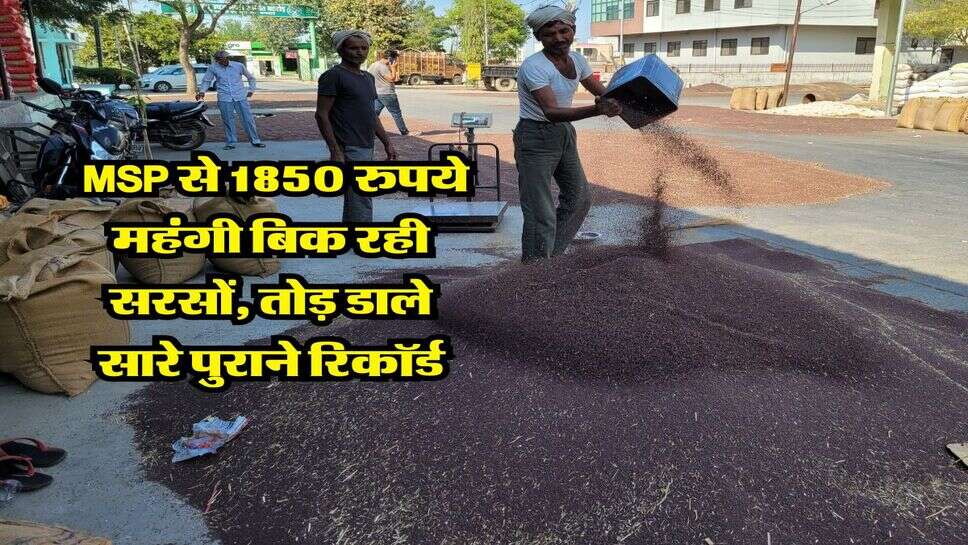 Sarso Mandi Rate : MSP से 1850 रुपये महंगी बिक रही सरसों, तोड़ डाले सारे पुराने रिकॉर्ड