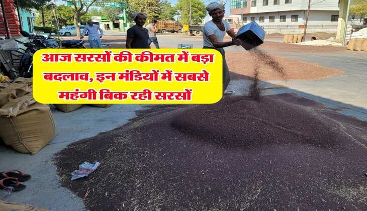 Sarso Bhav : आज सरसों की कीमत में बड़ा बदलाव, इन मंडियों में सबसे महंगी बिक रही सरसों&nbsp;