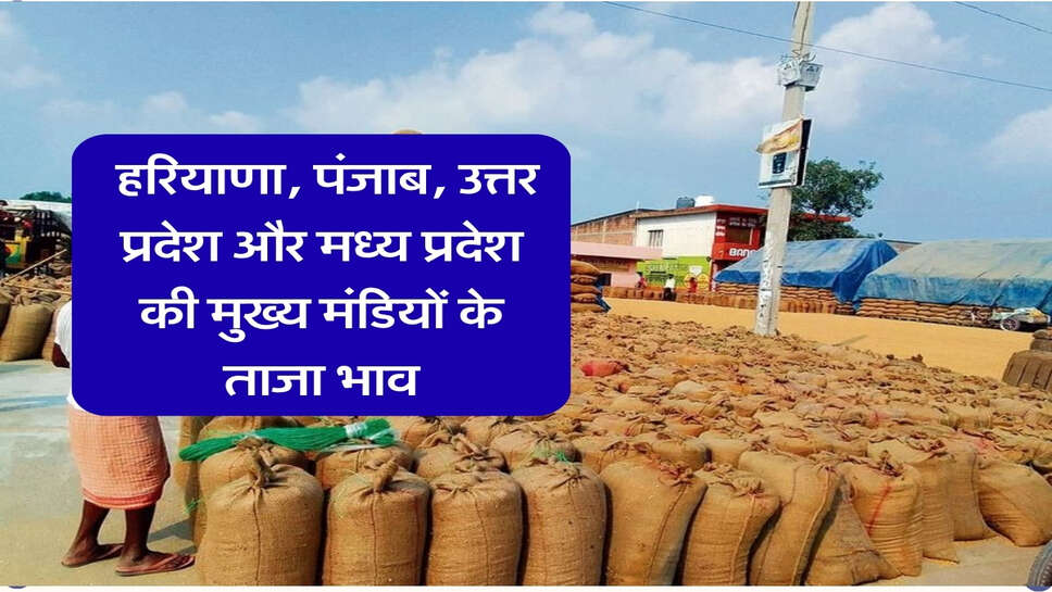 Paddy 1509 Rate Today: हरियाणा, पंजाब, उत्तर प्रदेश और मध्य प्रदेश की मुख्य मंडियों के ताजा भाव