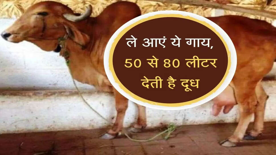 Gir Cow:&nbsp;हो जाएं मालामाल, ले आएं ये गाय, 50 से 80 लीटर देती है दूध, 150 रुपये में बिक रहा एक लीटर&nbsp;