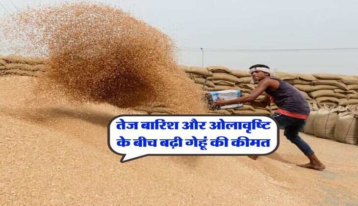 Gehu ka Rate &nbsp;: तेज बारिश और ओलावृष्टि के बीच बढ़ी गेहूं की कीमत