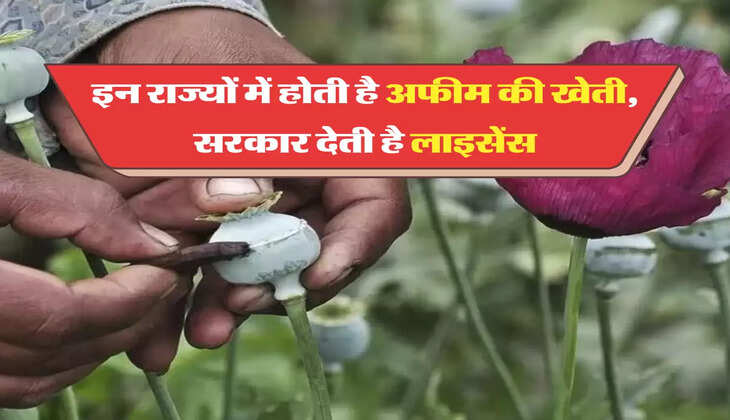 इन राज्यों में होती है अफीम की खेती, सरकार देती है लाइसेंस